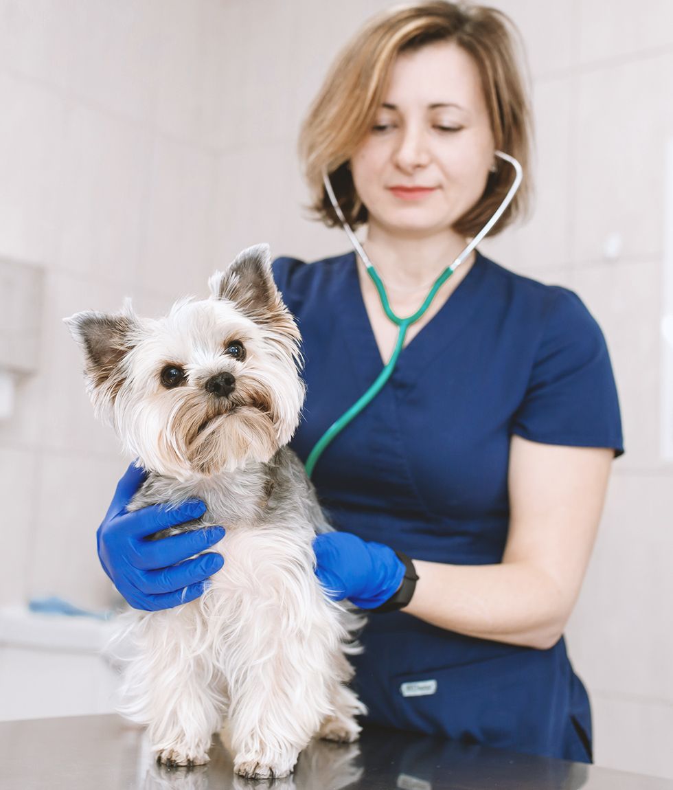A woman is examining a small dog with a stethoscope.