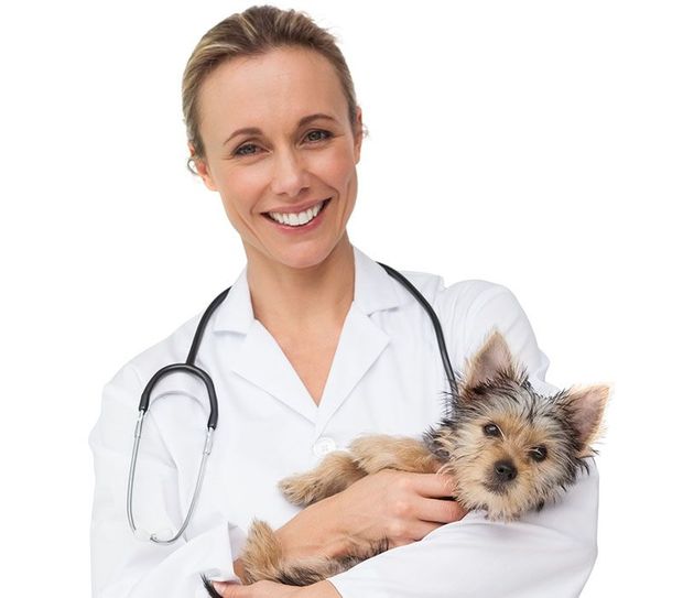 A female doctor is holding a small dog with a stethoscope around her neck.