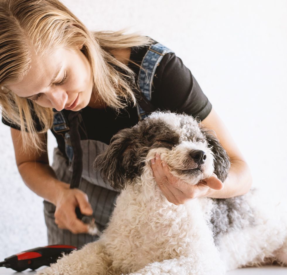 A woman is grooming a small brown and white dog