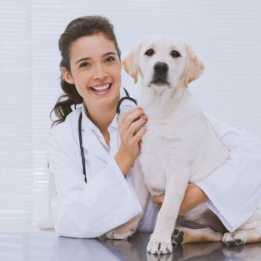 A female veterinarian is holding a white dog