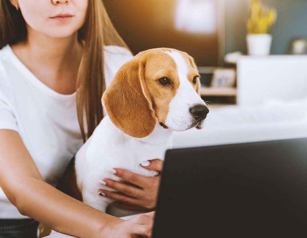 A woman is holding a beagle dog while using a laptop computer.