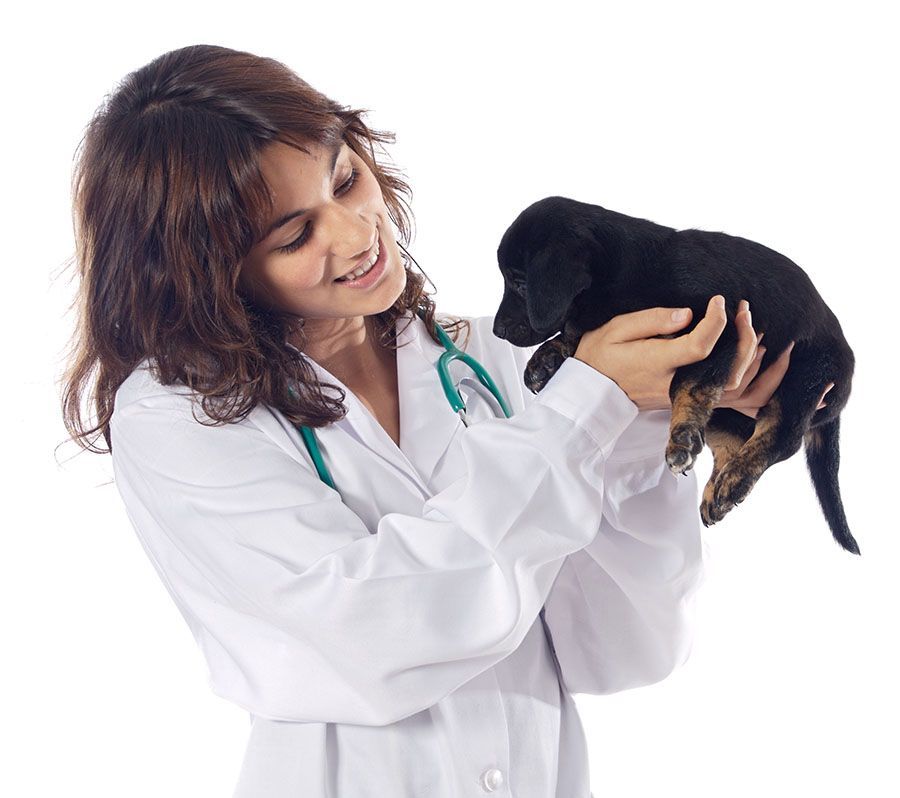 A female veterinarian is holding a small black puppy