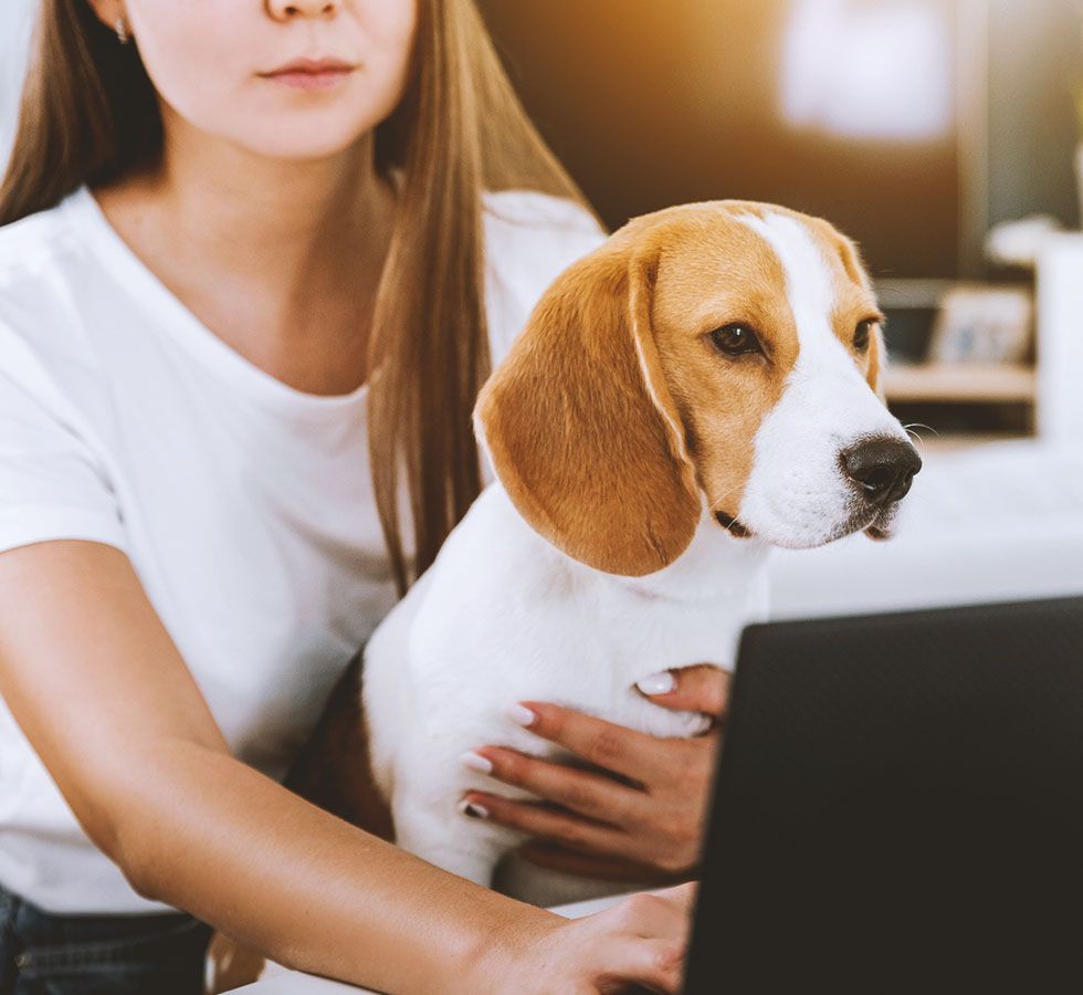 A woman is holding a beagle dog while using a laptop