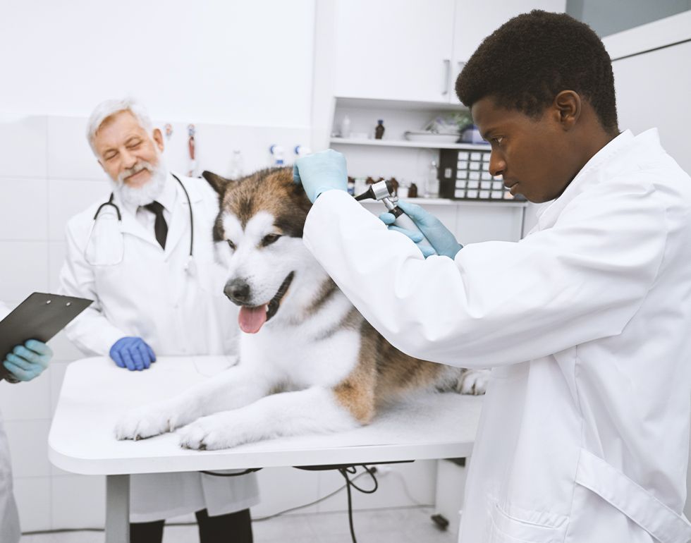 A dog is being examined by a veterinarian in a veterinary clinic.