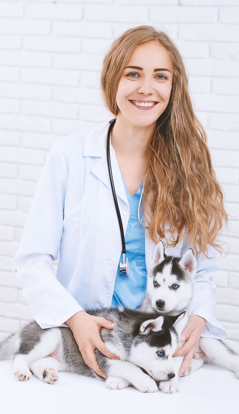 A female veterinarian is holding a husky puppy.
