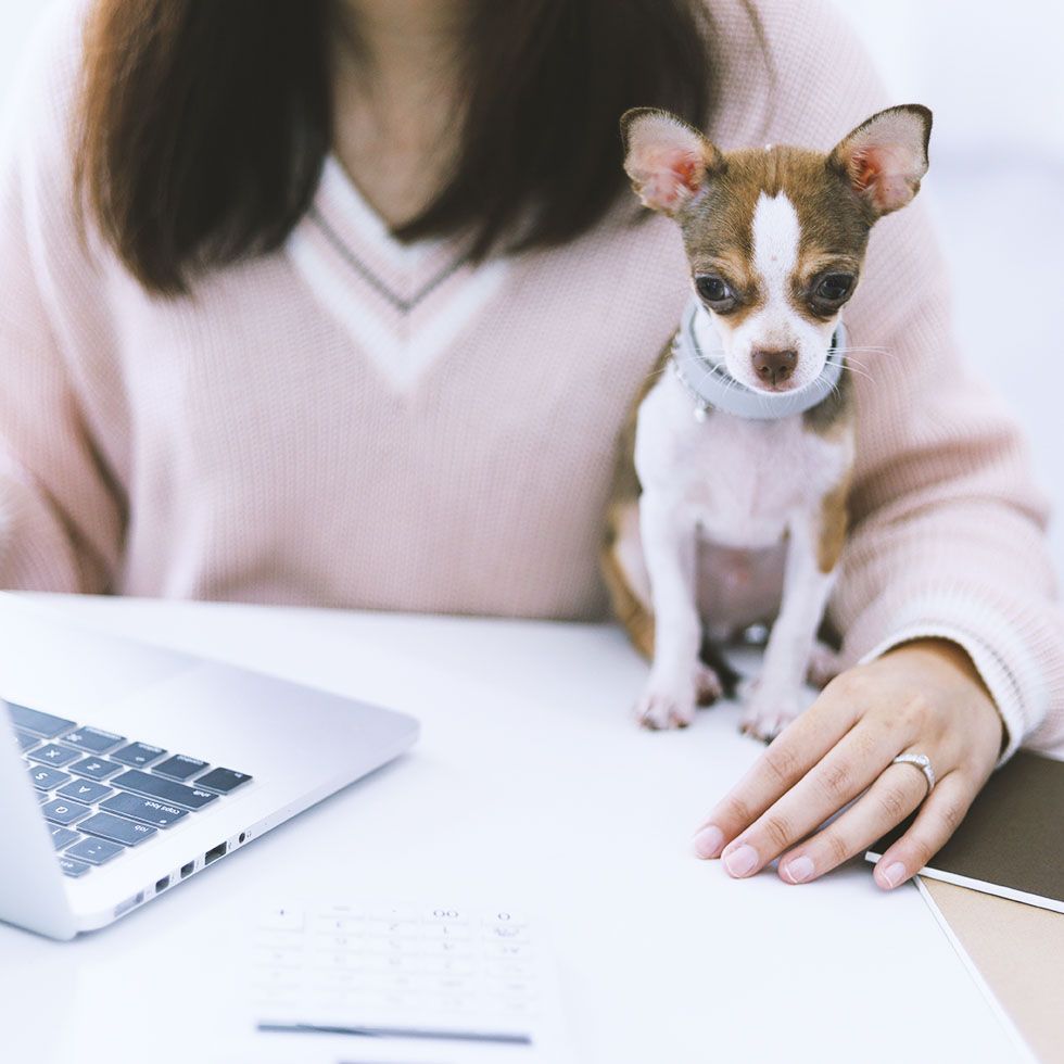 A woman is sitting at a desk with a small dog on her lap