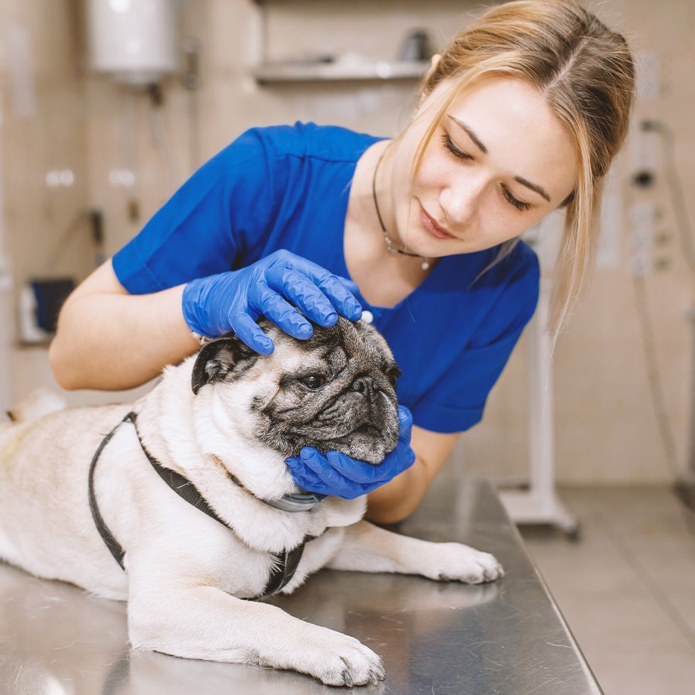 A woman in blue scrubs is petting a pug dog on a table