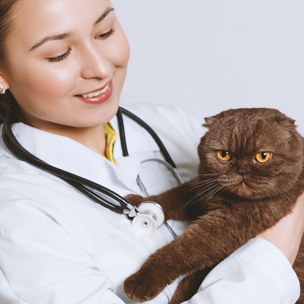 A female doctor is holding a brown cat with yellow eyes
