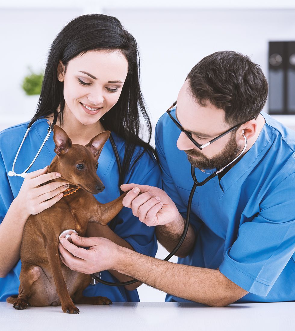 A man and a woman are examining a dog with a stethoscope.
