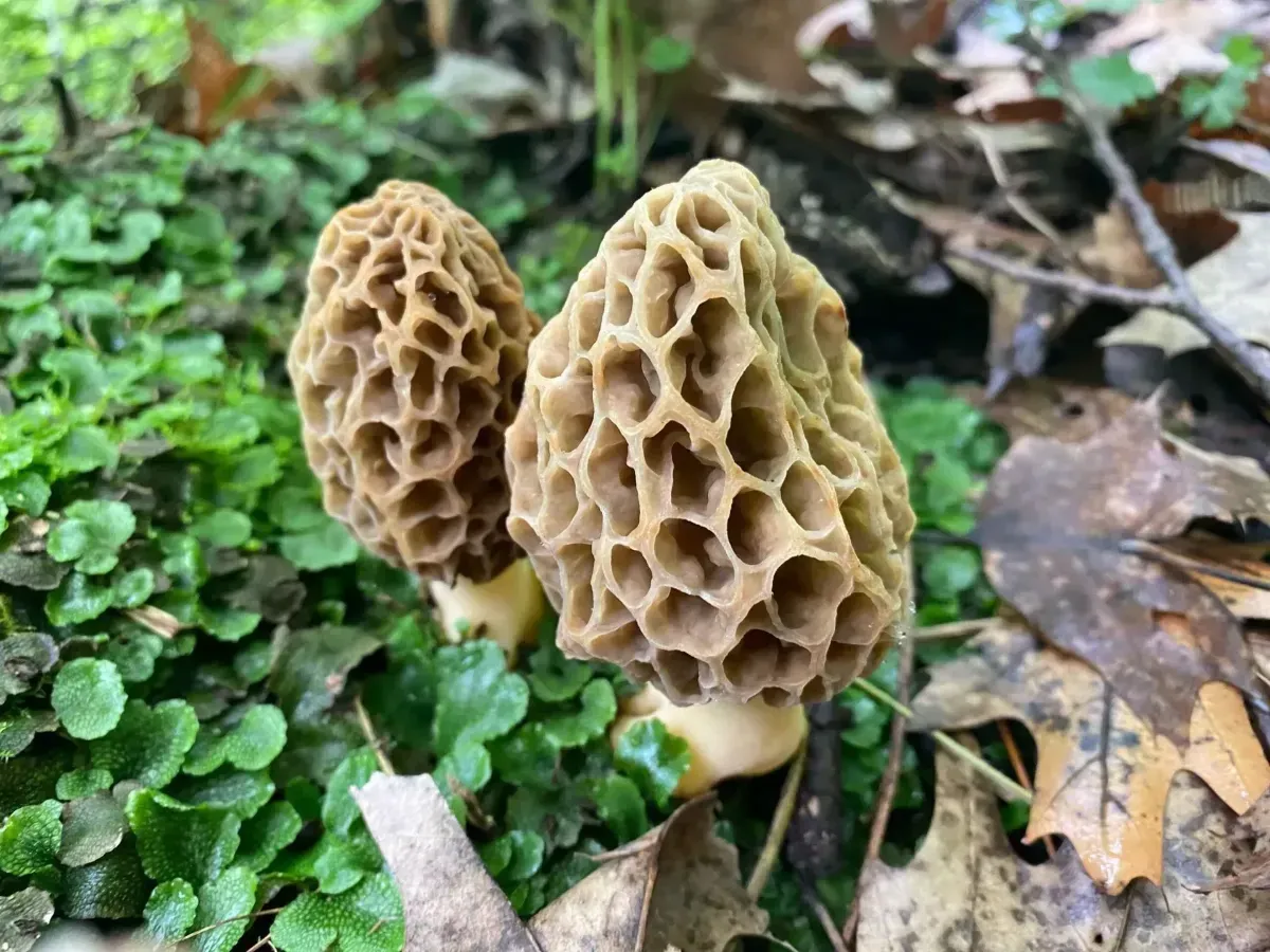 Two tan morel mushrooms growing among green leaves and brown forest litter