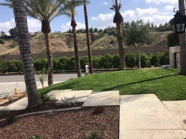 Sidewalk leads to a grassy area with palm trees, shrubs, and a hillside in the background.