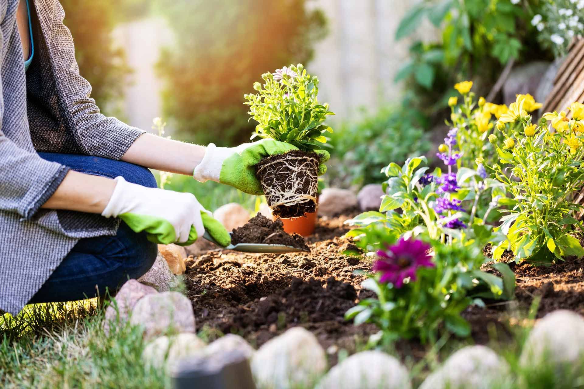 Person planting a flower in a sunny garden, wearing gloves.
