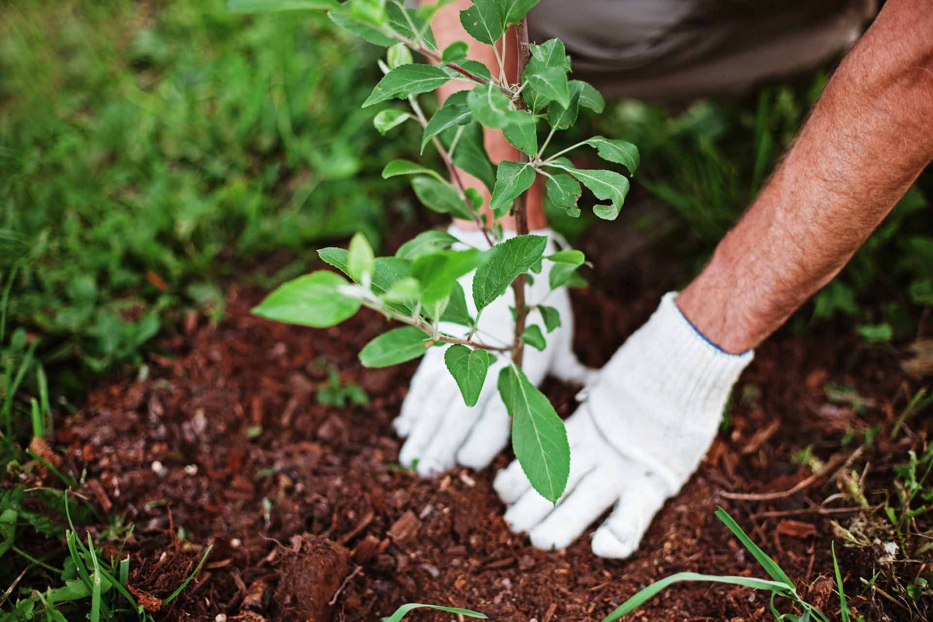 Person in white gloves planting a young tree in the soil. Green leaves and grass are visible.