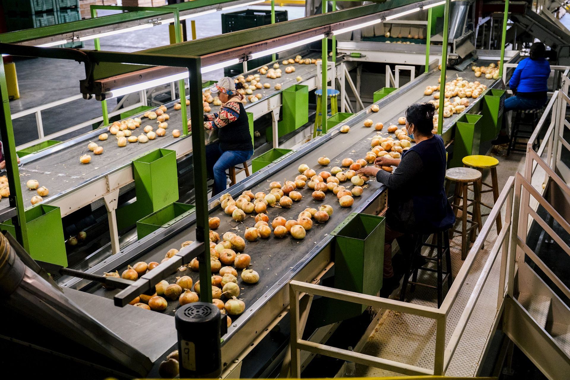 A conveyor belt filled with potatoes in a factory