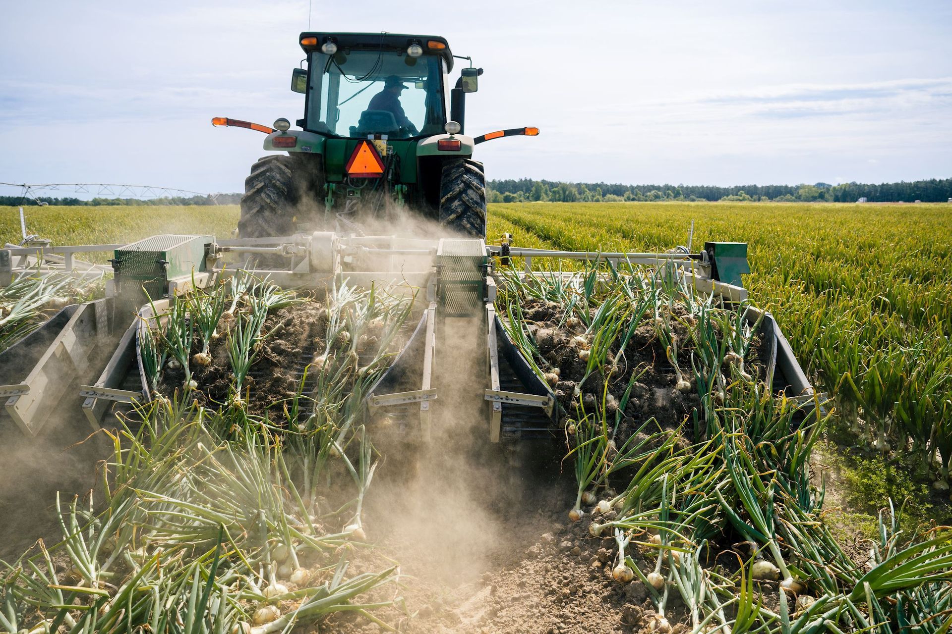 A green tractor is plowing a field of onions.