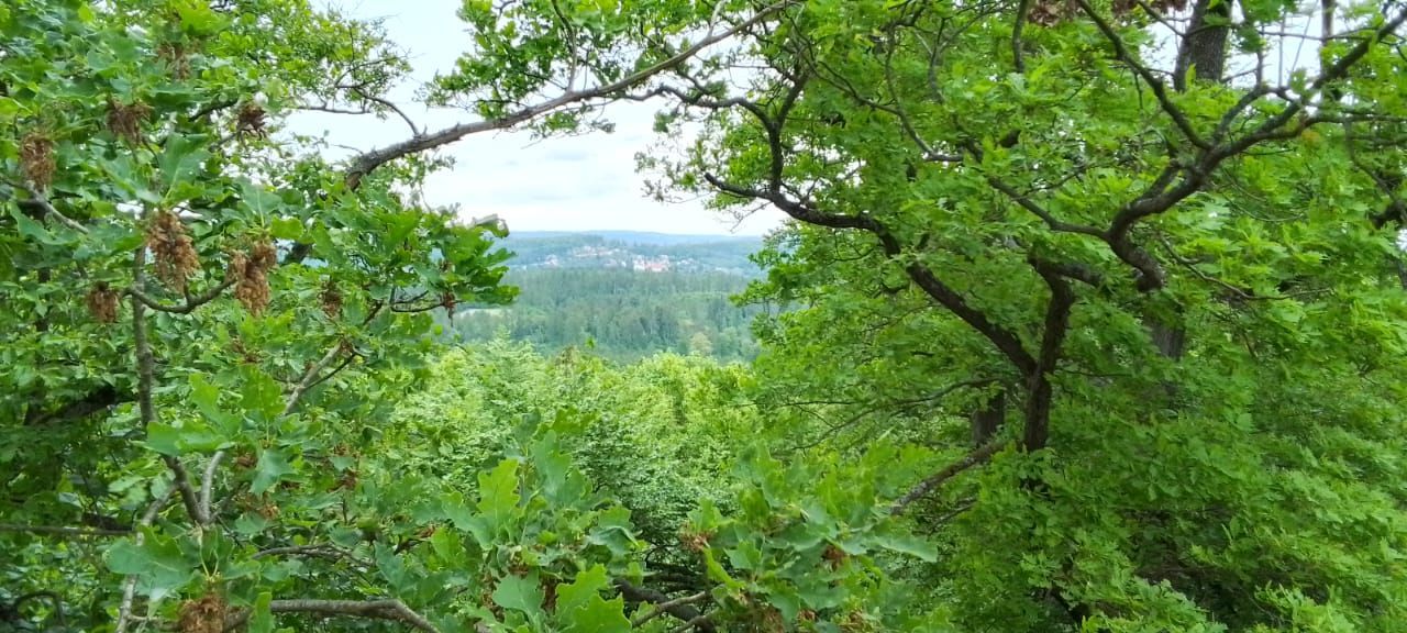 Babí lom lookout tower rising above forested hills near Lelekovice, Brno countryside