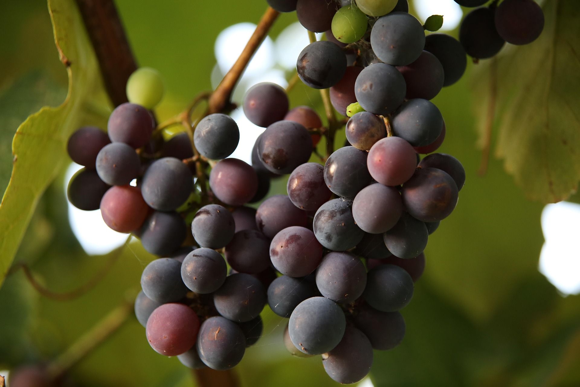 Private wine tasting tour in South Moravia vineyards near Brno