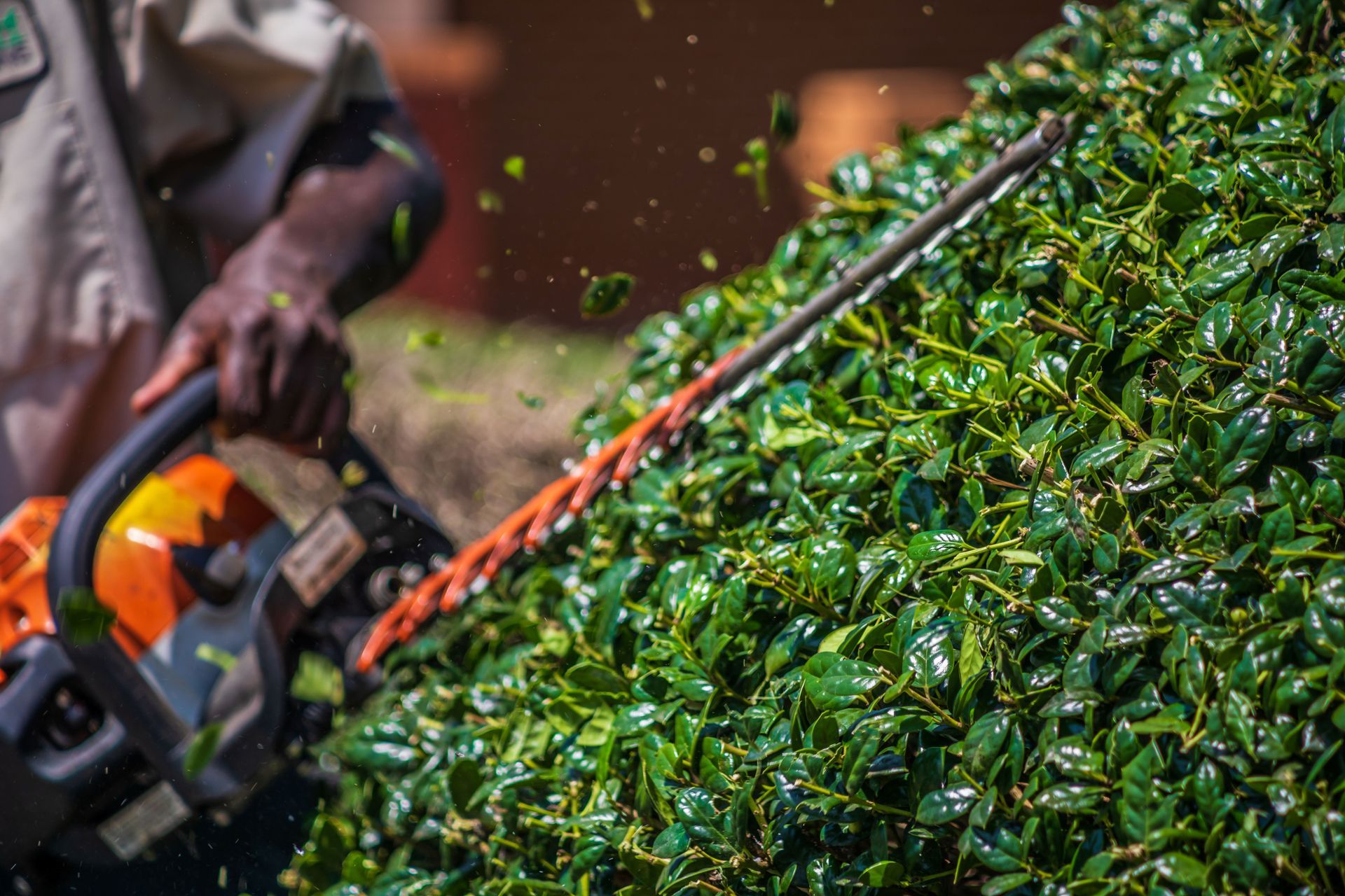 Person using hedge trimmer to cut a green bush outdoors; leaves flying.