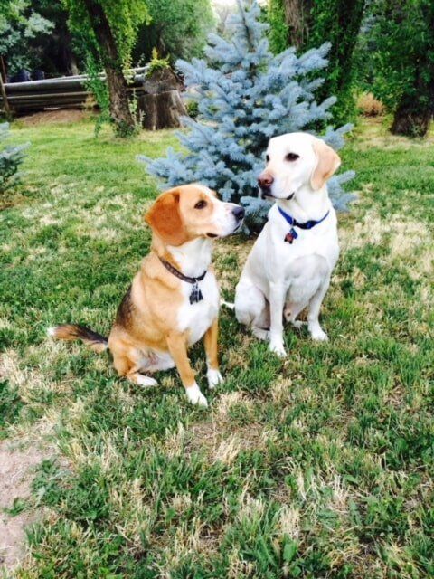 Two Bestfriend Dog | Albuquerque, NM | St. Francis Animal Clinic