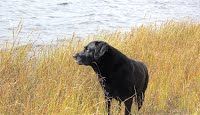 Black Dog | Albuquerque, NM | St. Francis Animal Clinic