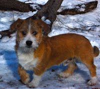 White And Brown Dog | Albuquerque, NM | St. Francis Animal Clinic