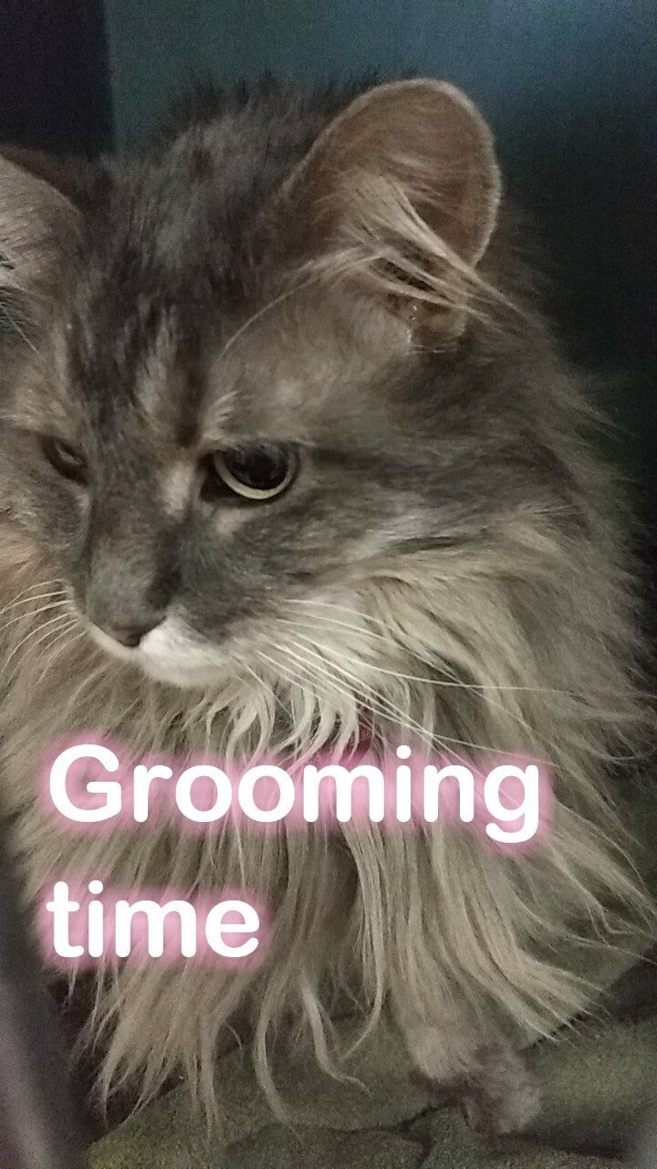 Beautiful Cat | Albuquerque, NM | St. Francis Animal Clinic