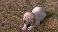 Cream Dog | Albuquerque, NM | St. Francis Animal Clinic