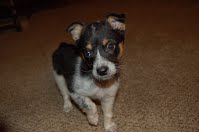 Black And White Dog | Albuquerque, NM | St. Francis Animal Clinic