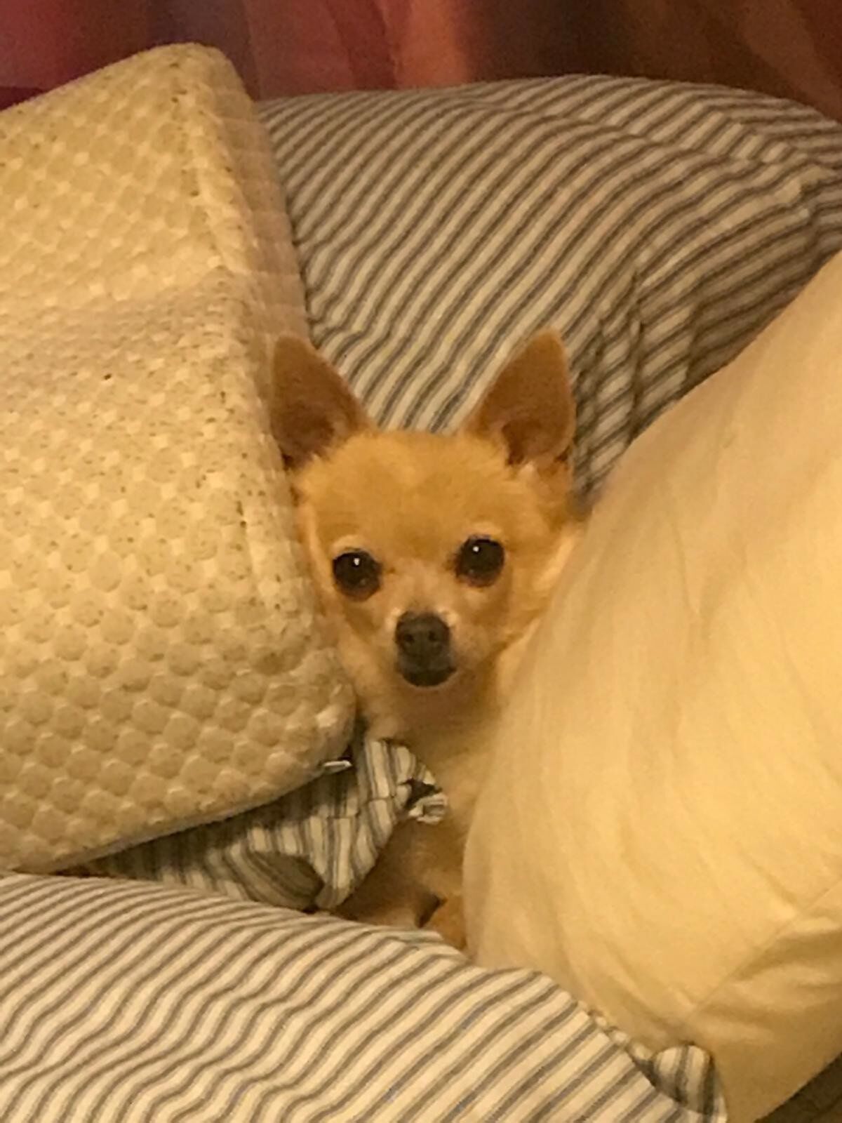 Cute Light Brown Dog | Albuquerque, NM | St. Francis Animal Clinic