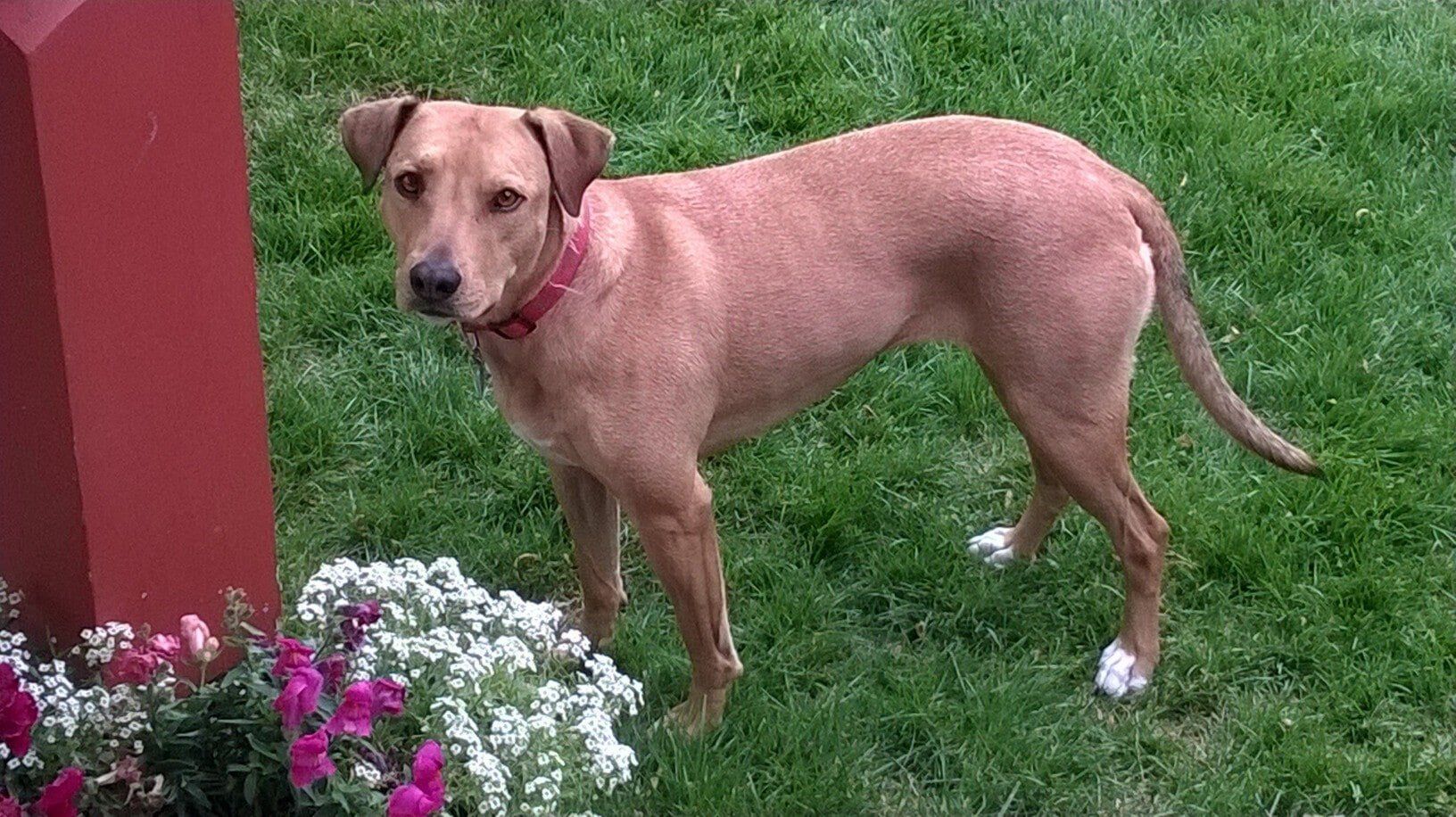 Brown Dog | Albuquerque, NM | St. Francis Animal Clinic