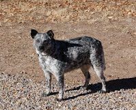 Dog With Fur Problem | Albuquerque, NM | St. Francis Animal Clinic