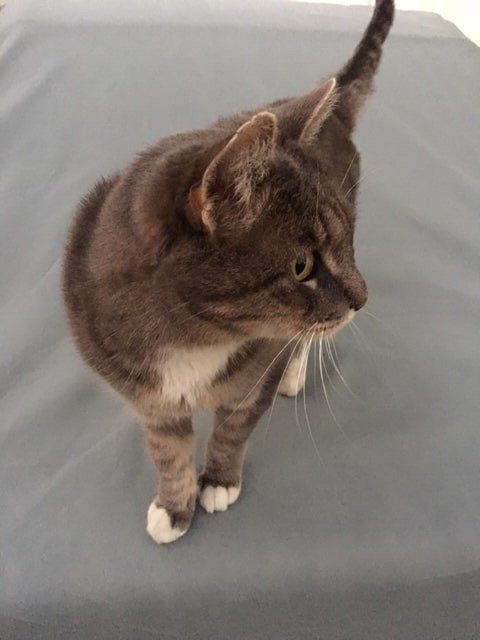 Cat Looking At The Right | Albuquerque, NM | St. Francis Animal Clinic