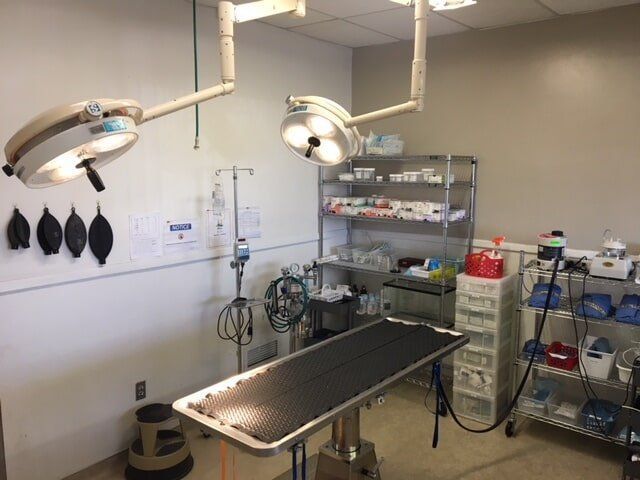 Pet Operating Room | Albuquerque, NM | St. Francis Animal Clinic