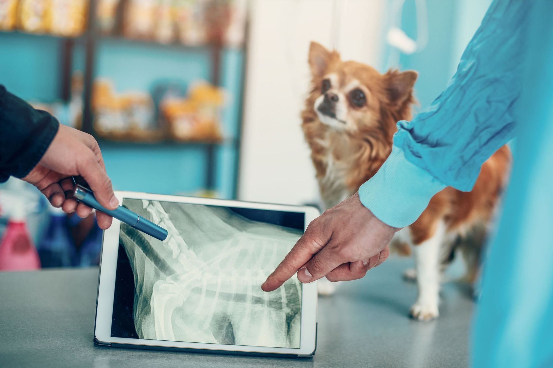 Examining An X-ray Image | Albuquerque, NM | St. Francis Animal Clinic Examining An X-ray Image | Albuquerque, NM | St. Francis Animal Clinic