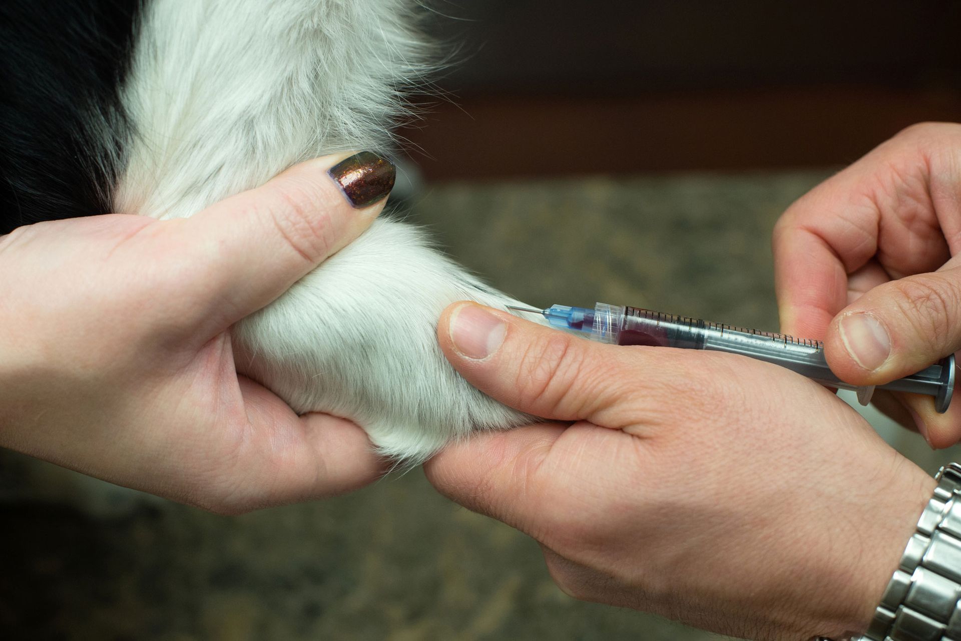 Dog Getting Blood | Albuquerque, NM | St. Francis Animal Clinic Dog Getting Blood | Albuquerque, NM | St. Francis Animal Clinic