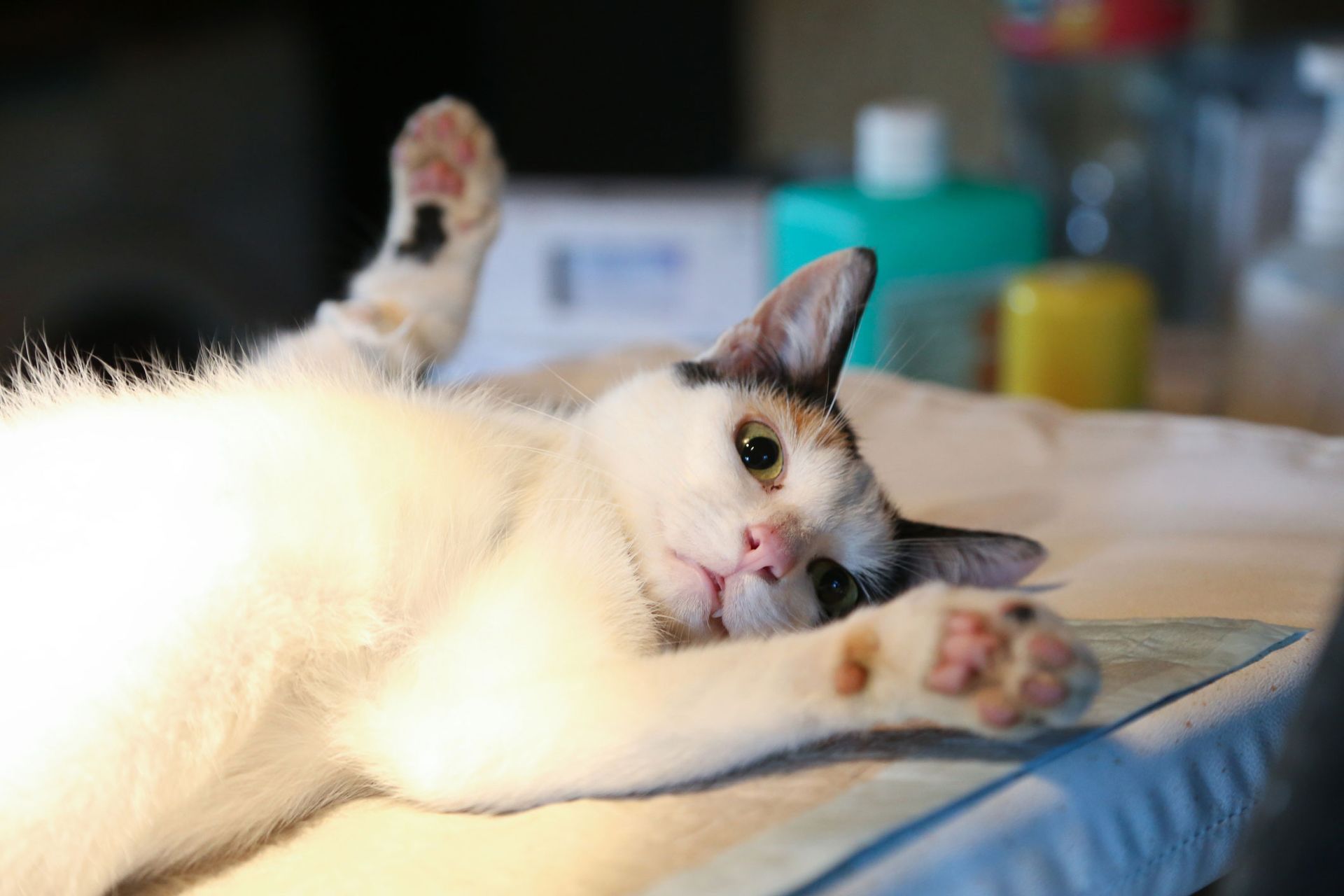 Prepare A Cat For Sterilization | Albuquerque, NM | St. Francis Animal Clinic Prepare A Cat For Sterilization | Albuquerque, NM | St. Francis Animal Clinic