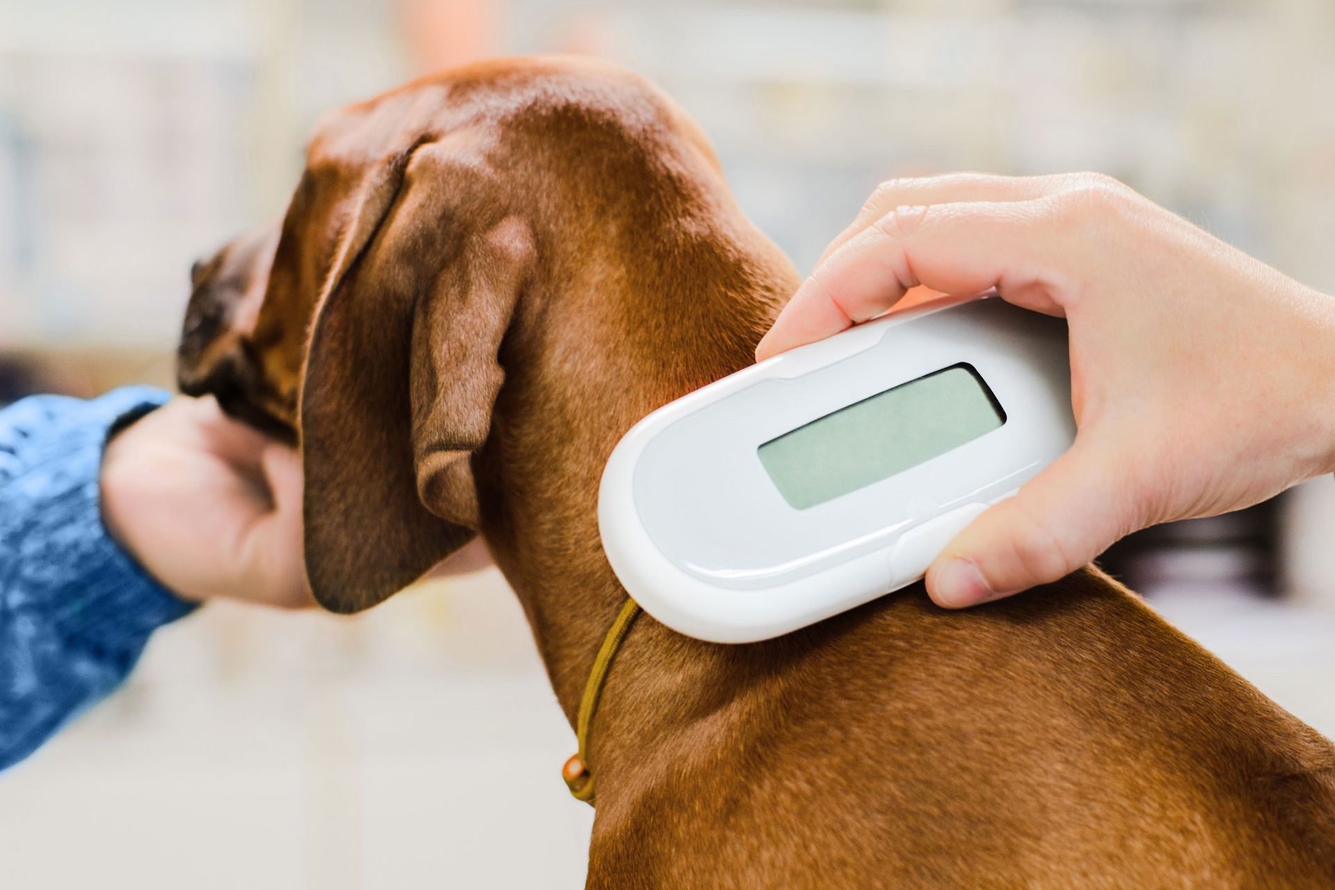 Vet Checking Chip Implant | Albuquerque, NM | St. Francis Animal Clinic Vet Checking Chip Implant | Albuquerque, NM | St. Francis Animal Clinic