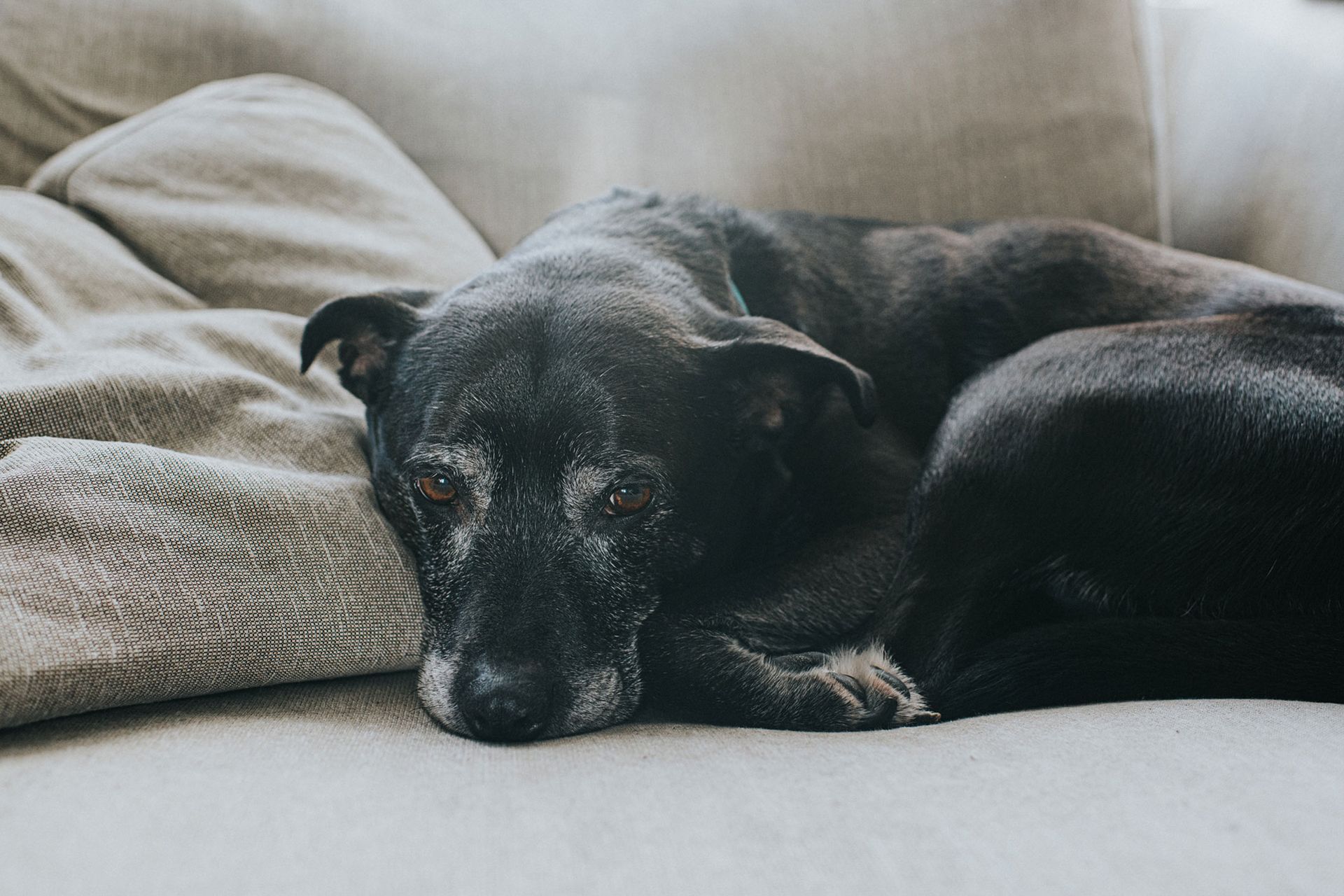 Sad Dog | Albuquerque, NM | St. Francis Animal Clinic Sad Dog | Albuquerque, NM | St. Francis Animal Clinic