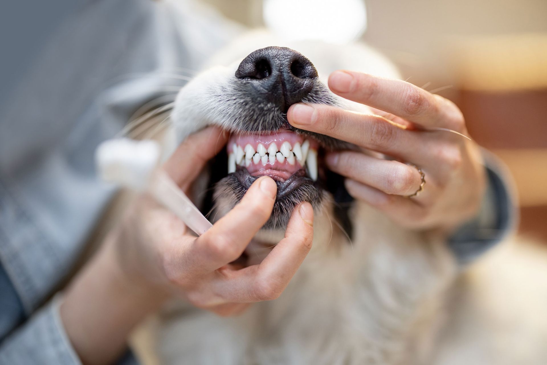Opening Dog's Mouth | Albuquerque, NM | St. Francis Animal Clinic Opening Dog's Mouth | Albuquerque, NM | St. Francis Animal Clinic