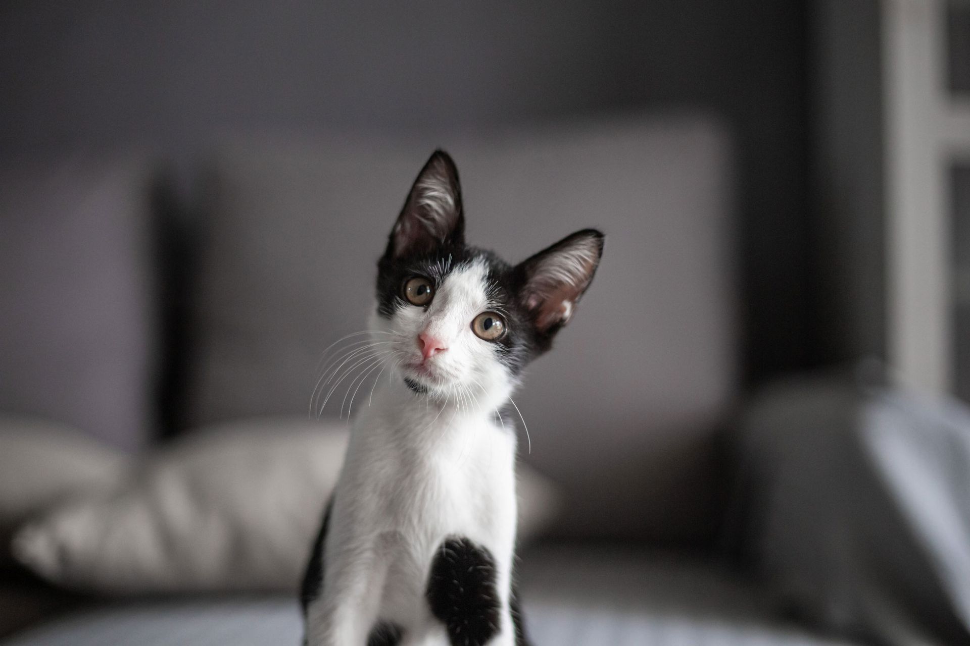 Weird Cat | Albuquerque, NM | St. Francis Animal Clinic Weird Cat | Albuquerque, NM | St. Francis Animal Clinic