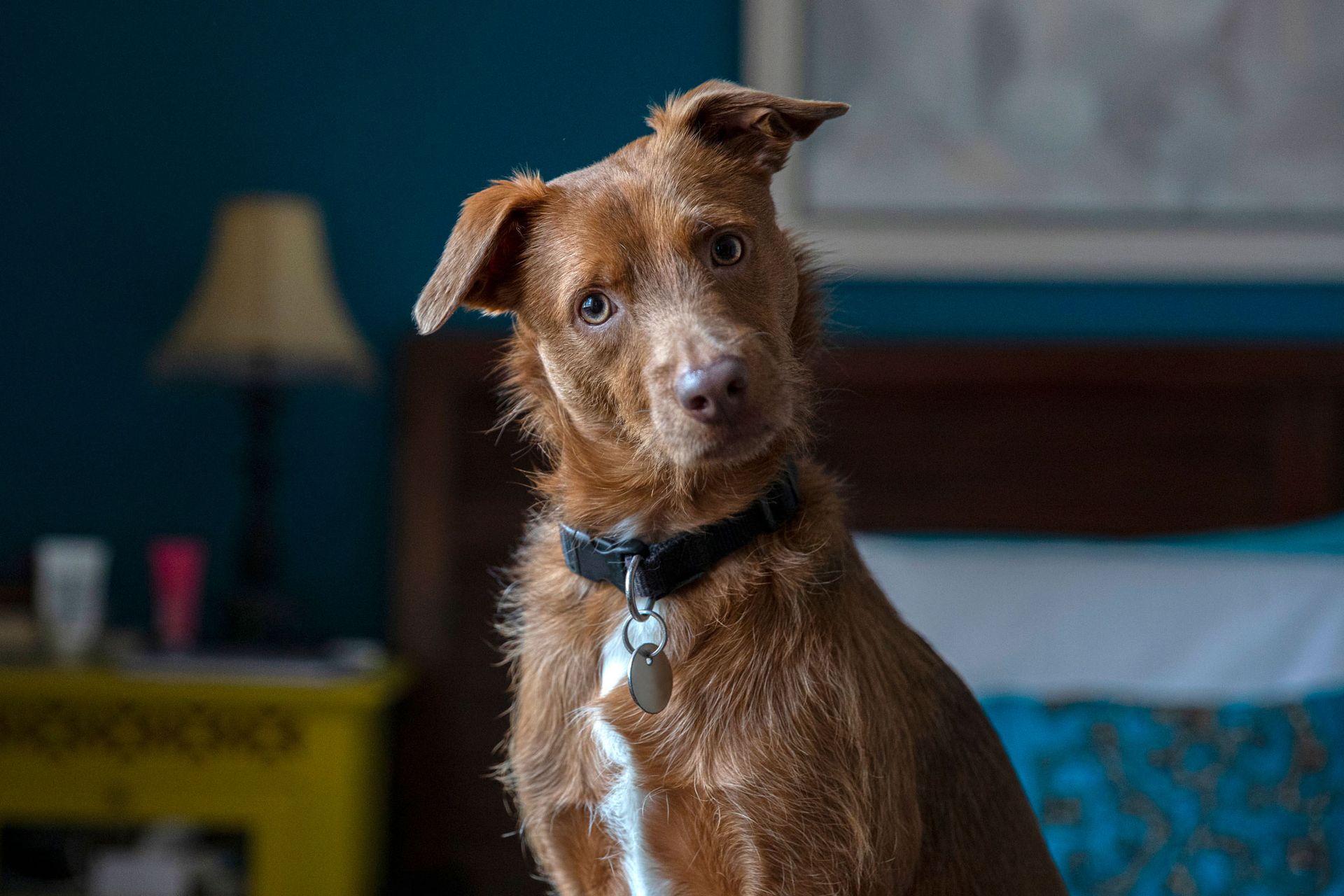 Weird Dog | Albuquerque, NM | St. Francis Animal Clinic Weird Dog | Albuquerque, NM | St. Francis Animal Clinic
