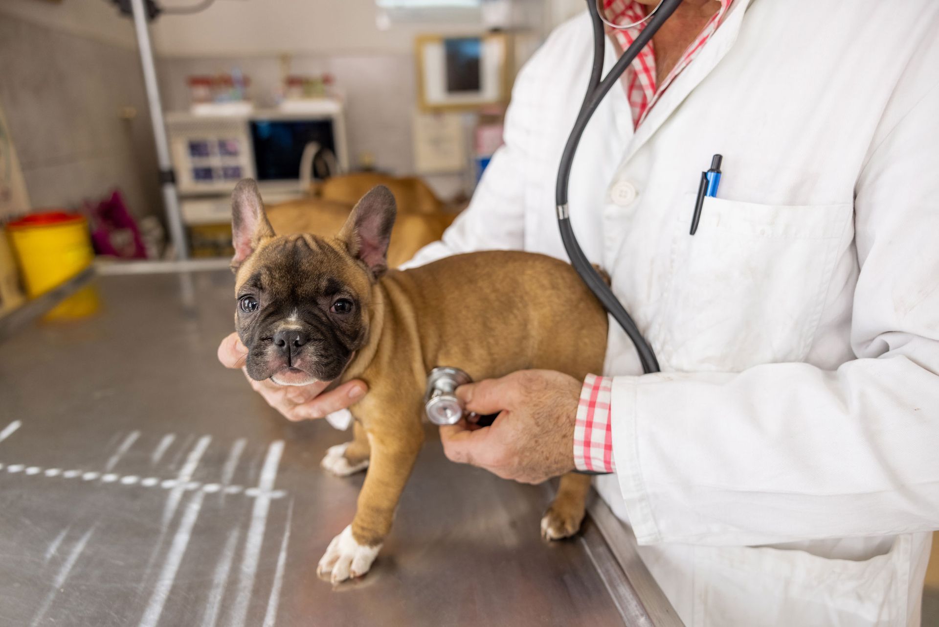 Veterinarian With Stethoscope | Albuquerque, NM | St. Francis Animal Clinic Veterinarian With Stethoscope | Albuquerque, NM | St. Francis Animal Clinic