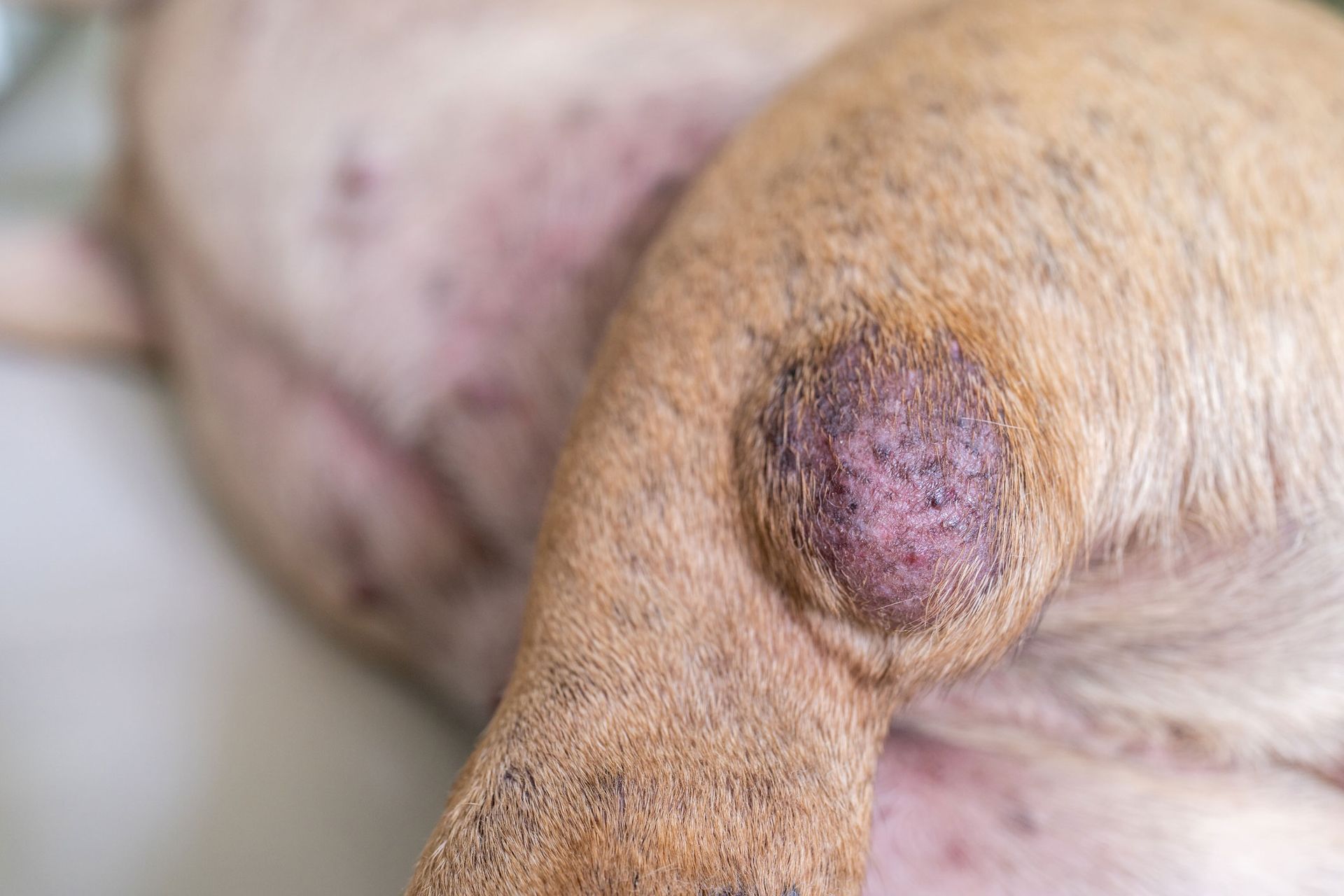 Tumor On Dog's Leg | Albuquerque, NM | St. Francis Animal Clinic Tumor On Dog's Leg | Albuquerque, NM | St. Francis Animal Clinic