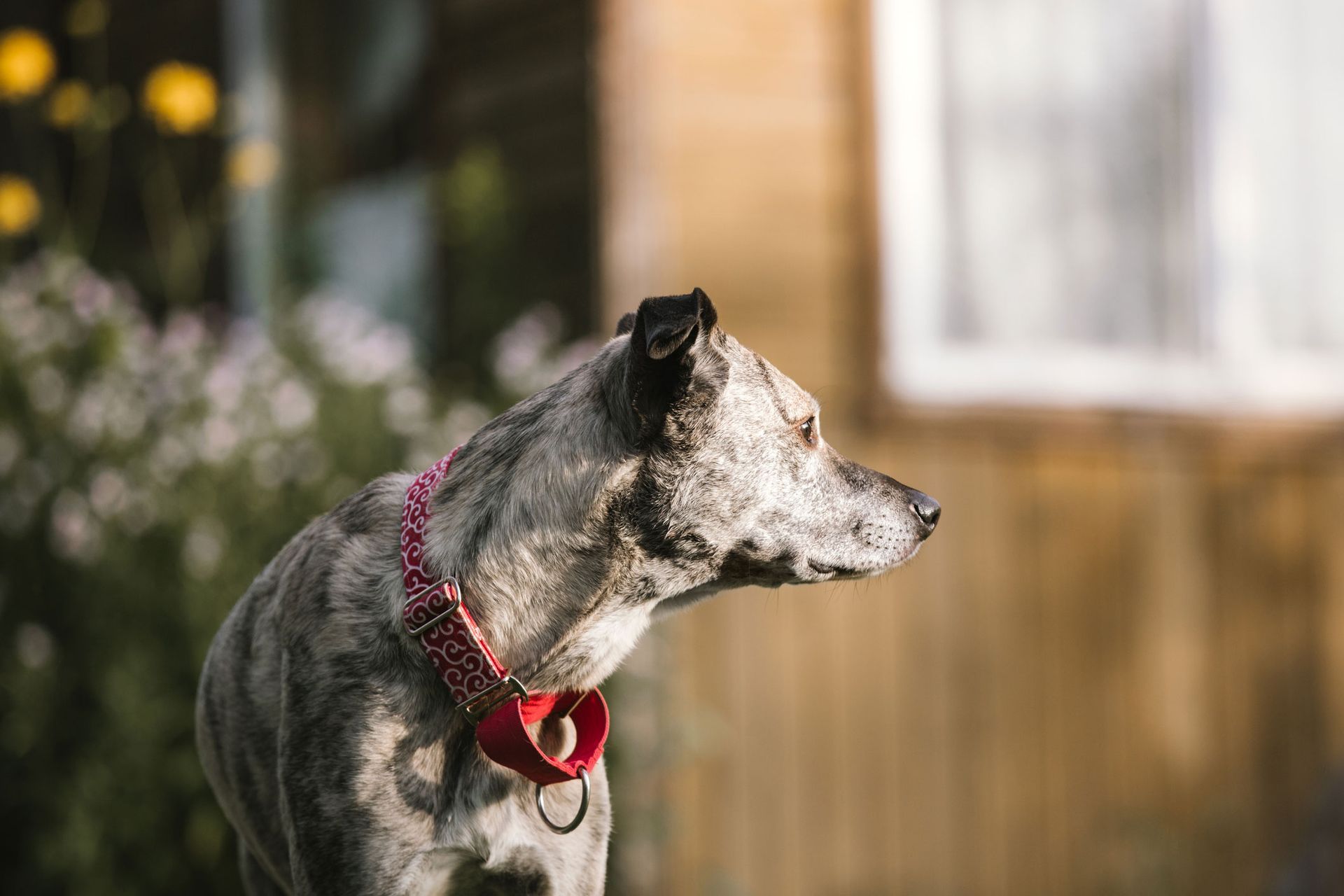 Dog In A Red Collar | Albuquerque, NM | St. Francis Animal Clinic Dog In A Red Collar | Albuquerque, NM | St. Francis Animal Clinic