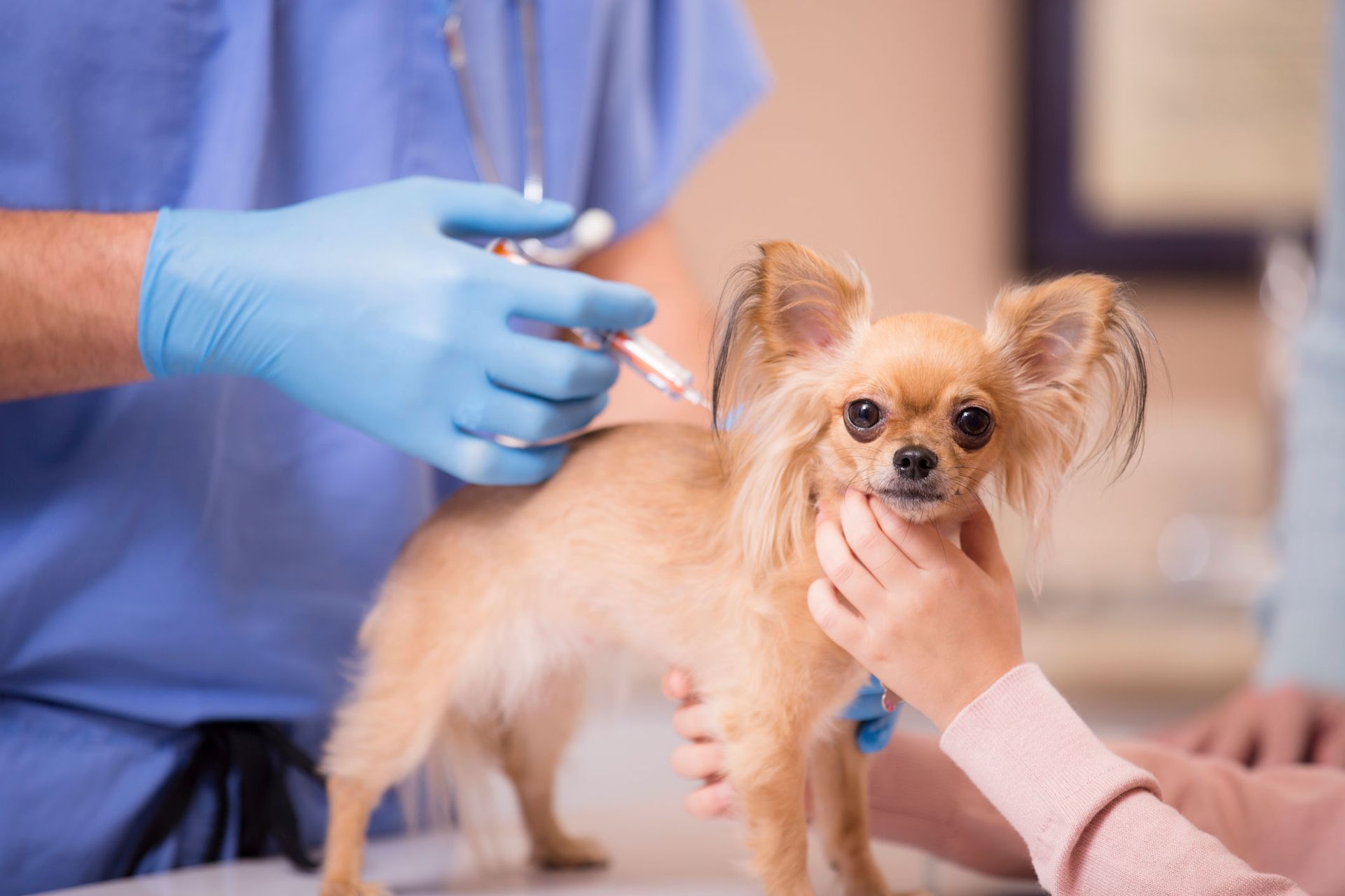 Doctor Examines Pet | Albuquerque, NM | St. Francis Animal Clinic Doctor Examines Pet | Albuquerque, NM | St. Francis Animal Clinic