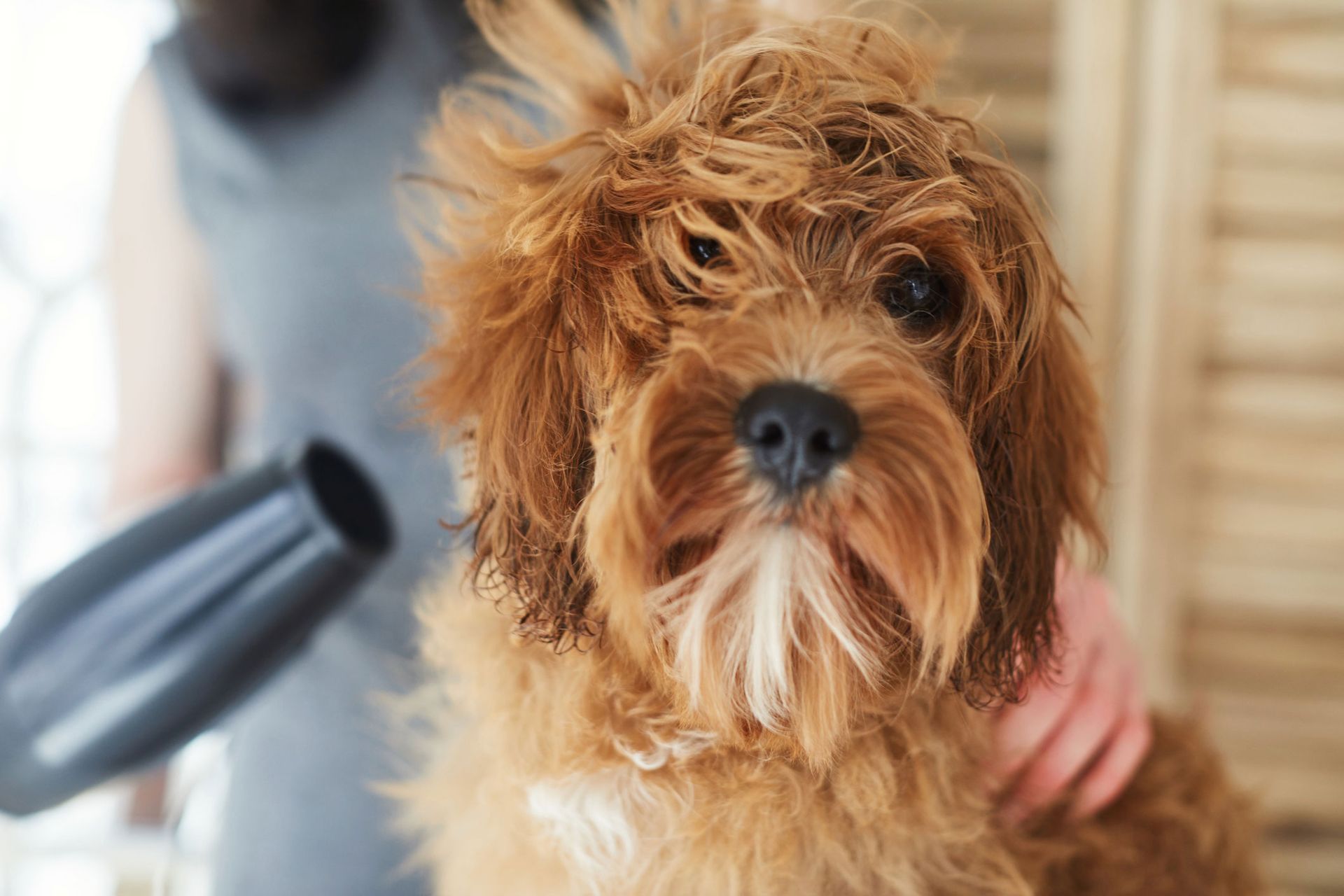 Woman Grooming Her Dog | Albuquerque, NM | St. Francis Animal Clinic Woman Grooming Her Dog | Albuquerque, NM | St. Francis Animal Clinic