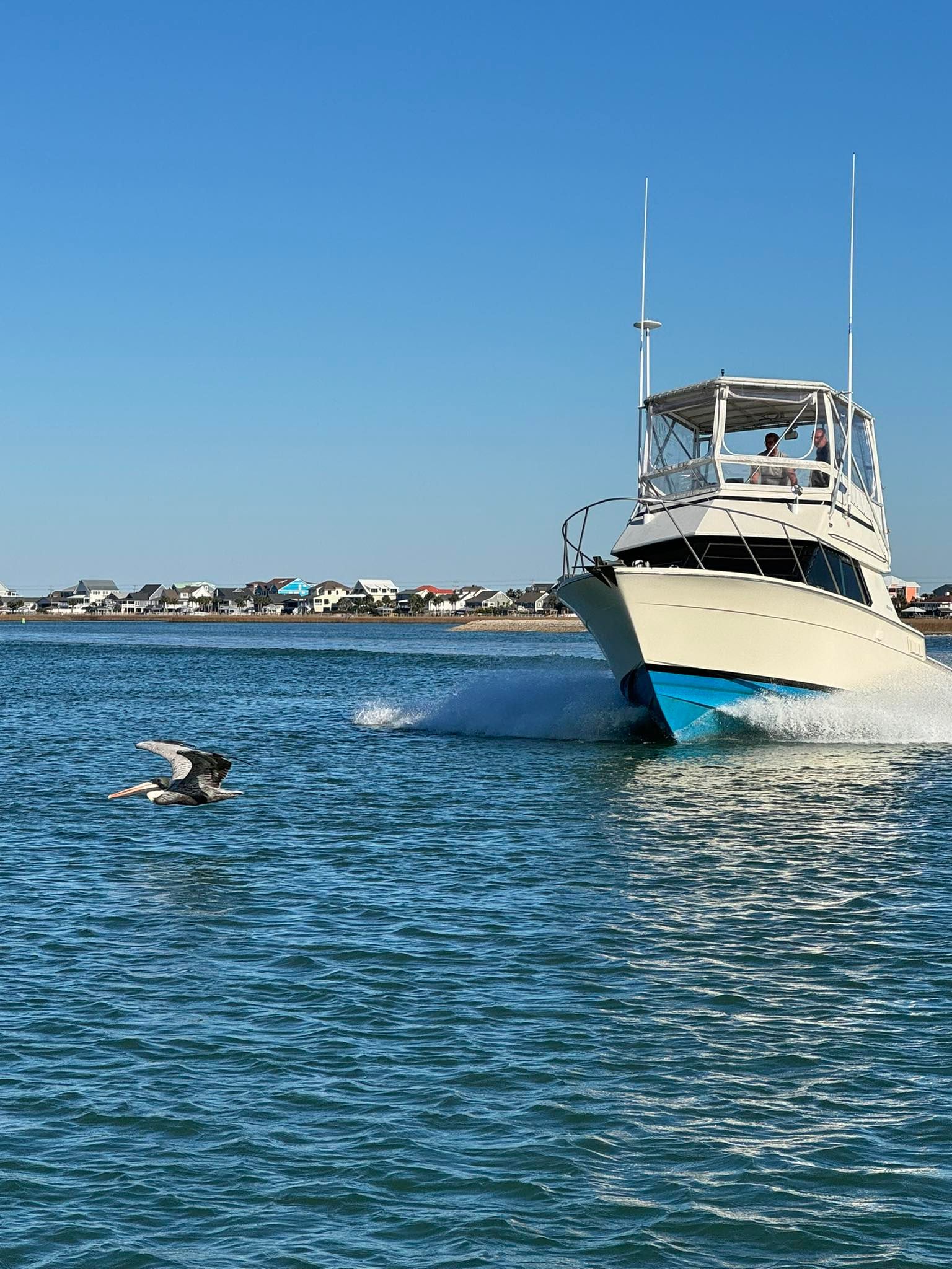 Boat speeding through blue water, with a pelican flying near; houses in the background on a sunny day.
