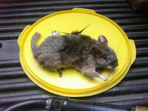 Woodrat/Pack rat caught in Beavercreek, Oregon