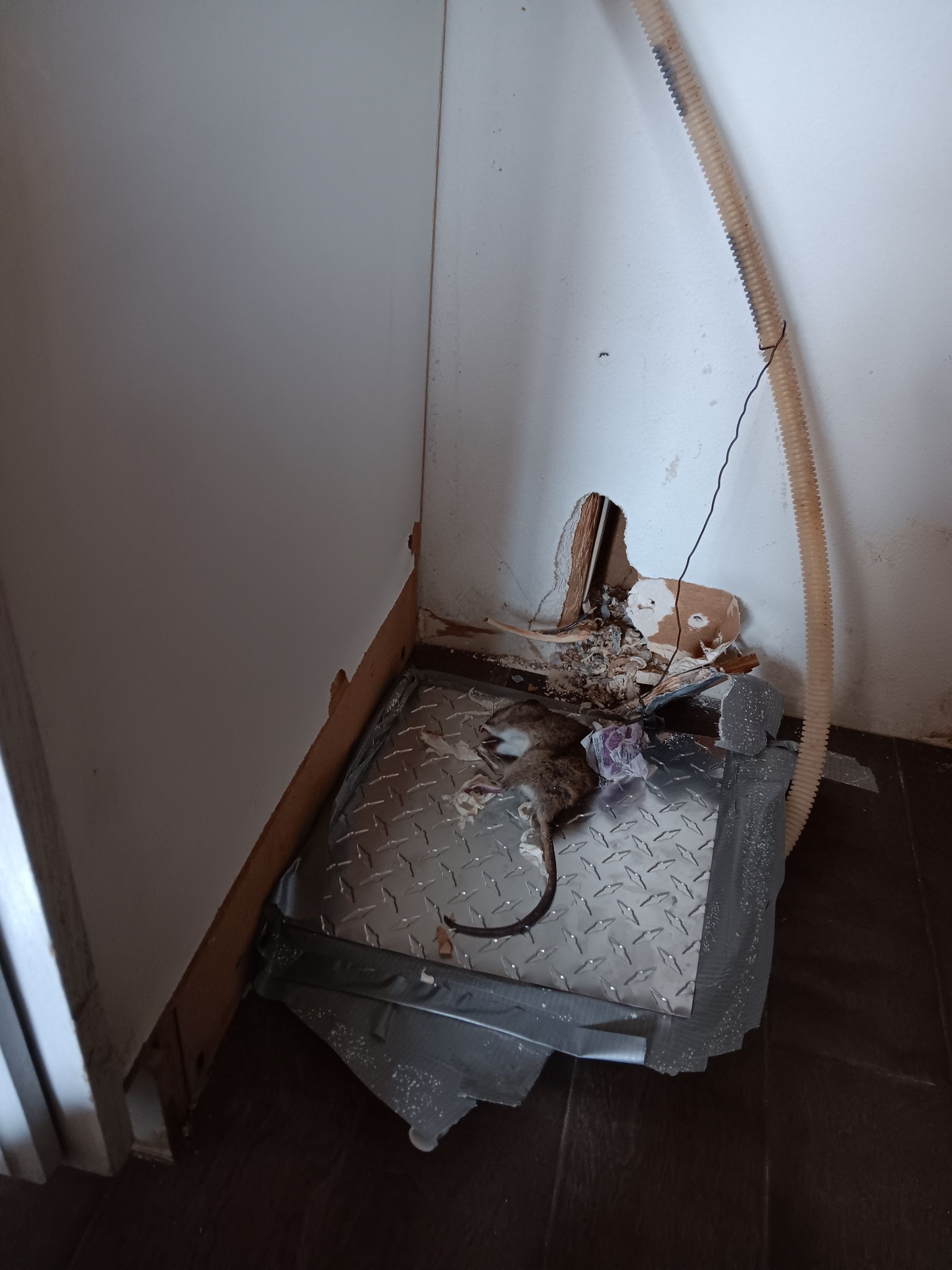 OutLook Pest Management providing professional pest control services for ants, rodents, and common pests in Happy Valley, Oregon. Rat got trapped trying to go inside a hole in the wall it chewed out.