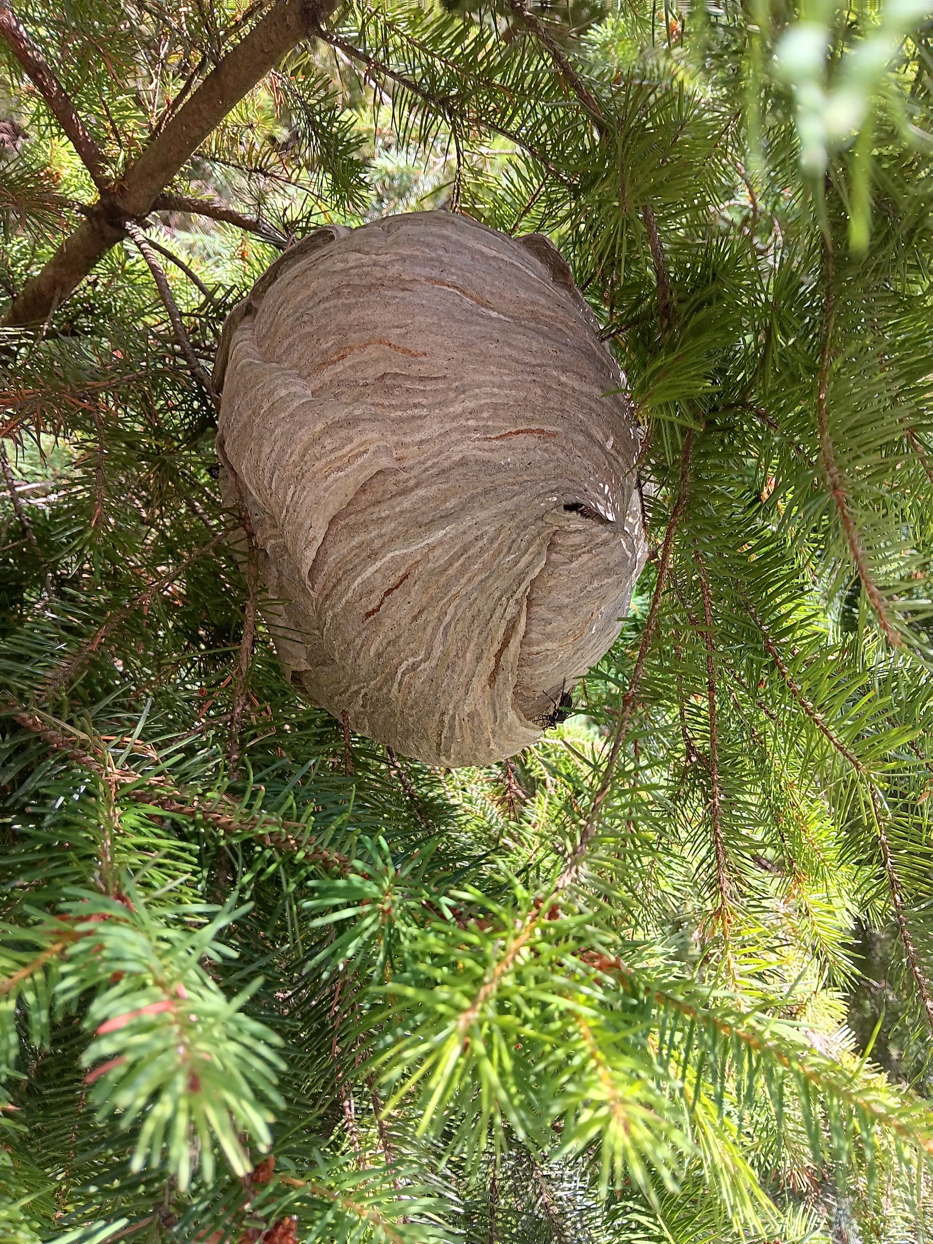 OutLook Pest Management providing professional pest control services for ants, rodents, and common pests in Sandy, Oregon. Yellow jacket nest in tree